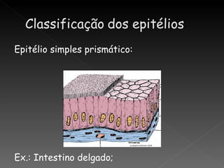 Epitélio simples prismático:




Ex.: Intestino delgado;
 