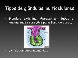 -   Glândula exócrina: Apresentam tubos e
    lançam suas secreções para fora do corpo;




-   Ex.: sudorípara, mamária...
 