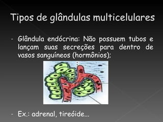 -   Glândula endócrina: Não possuem tubos e
    lançam suas secreções para dentro de
    vasos sanguíneos (hormônios);




-   Ex.: adrenal, tireóide...
 