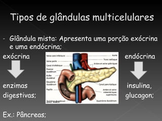 - Glândula mista: Apresenta uma porção exócrina
  e uma endócrina;
exócrina                             endócrina



enzimas                              insulina,
digestivas;                          glucagon;

Ex.: Pâncreas;
 