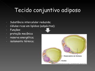 -   Substância intercelular reduzida;
-   Células ricas em lipídios (adipócitos);
-   Funções:
-   proteção mecânica
-   reserva energética;
-   isolamento térmico;
 