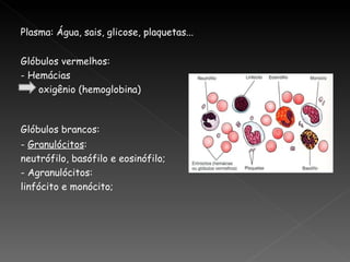 Plasma: Água, sais, glicose, plaquetas...


Glóbulos vermelhos:
- Hemácias
    oxigênio (hemoglobina)



Glóbulos brancos:
- Granulócitos:
neutrófilo, basófilo e eosinófilo;
- Agranulócitos:
linfócito e monócito;
 