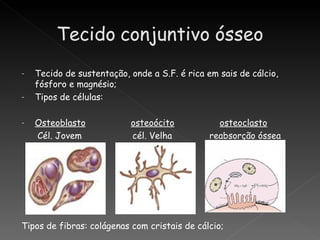 -   Tecido de sustentação, onde a S.F. é rica em sais de cálcio,
    fósforo e magnésio;
-   Tipos de células:

-   Osteoblasto            osteoócito            osteoclasto
    Cél. Jovem             cél. Velha          reabsorção óssea




Tipos de fibras: colágenas com cristais de cálcio;
 