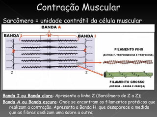 Sarcômero = unidade contrátil da célula muscular




Banda I ou Banda clara: Apresenta a linha Z (Sarcômero de Z a Z);
Banda A ou Banda escura: Onde se encontram os filamentos protéicos que
   realizam a contração. Apresenta a Banda H, que desaparece a medida
   que as fibras deslizam uma sobre a outra;
 