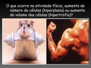 O que ocorre na atividade física, aumento do
  número de células (hiperplasia) ou aumento
  do volume das células (hipertrofia)?
 
