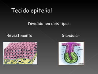 Dividido em dois tipos:

Revestimento                Glandular
 