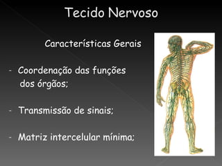 Características Gerais

-   Coordenação das funções
    dos órgãos;

-   Transmissão de sinais;

-   Matriz intercelular mínima;
 