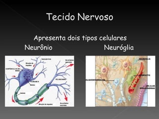 Apresenta dois tipos celulares
Neurônio                Neuróglia
 