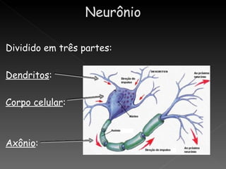 Dividido em três partes:

Dendritos:

Corpo celular:



Axônio:
 