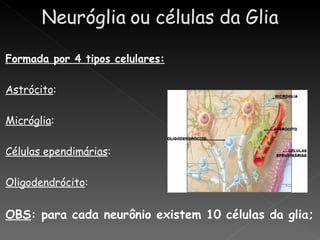 Formada por 4 tipos celulares:

Astrócito:

Micróglia:

Células ependimárias:

Oligodendrócito:


OBS: para cada neurônio existem 10 células da glia;
 