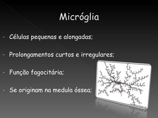 -   Células pequenas e alongadas;

-   Prolongamentos curtos e irregulares;

-   Função fagocitária;

-   Se originam na medula óssea;
 