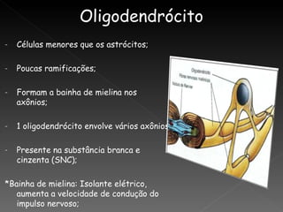 -   Células menores que os astrócitos;

-   Poucas ramificações;

-   Formam a bainha de mielina nos
    axônios;

-   1 oligodendrócito envolve vários axônios

-   Presente na substância branca e
    cinzenta (SNC);

*Bainha de mielina: Isolante elétrico,
   aumenta a velocidade de condução do
   impulso nervoso;
 
