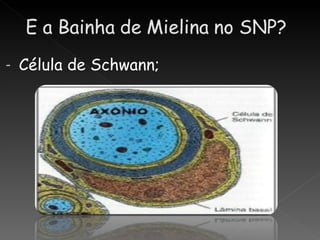 -   Célula de Schwann;
 