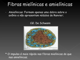 -   Amielínicas: Formam apenas uma dobra sobre o
    axônio e não apresentam nódulos de Ranvier;

                    Cél. De Schwann




* O impulso é mais rápido nas fibras mielínicas do que
   nas amielínicas;
 