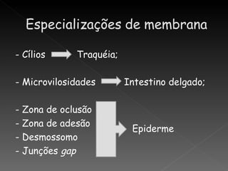 - Cílios       Traquéia;

- Microvilosidades         Intestino delgado;

-   Zona de oclusão
-   Zona de adesão
                            Epiderme
-   Desmossomo
-   Junções gap
 