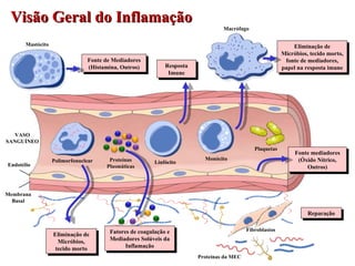 Reparação Membrana Basal Endotélio VASO SANGUÍNEO Visão Geral do Inflamação Fibroblastos Proteínas da MEC Mastócito Polimo...