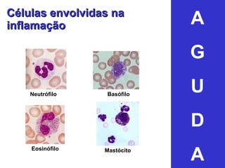 Células envolvidas na inflamação Neutrófilo Basófilo Eosinófilo Mastócito A G U D A 