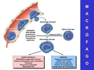 M A C R Ó F A G O LESÃO TECIDUAL: Metabólitos oxigenados reativos Fatores quimiotáticos para neutrófilos Proteases Fatores...