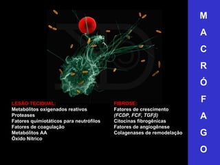 LESÃO TECIDUAL: Metabólitos oxigenados reativos Proteases Fatores quimiotáticos para neutrófilos Fatores de coagulação Met...
