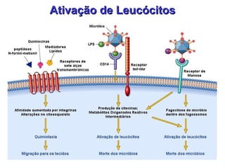 Ativação de Leucócitos 
