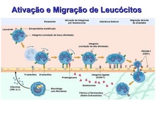 Ativação e Migração de Leucócitos  