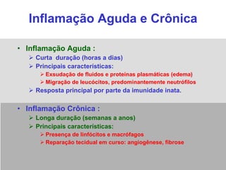 Inflamação Aguda e Crônica Inflamação Aguda : Curta  duração (horas a dias) Principais características:  Exsudação de fluidos e proteínas plasmáticas (edema) Migração de leucócitos, predominantemente neutrófilos Resposta principal por parte da imunidade inata. Inflamação Crônica : Longa duração (semanas a anos) Principais características: Presença de linfócitos e macrófagos Reparação tecidual em curso: angiogênese, fibrose 