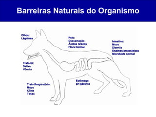 Barreiras Naturais do Organismo Intestino: Muco Diarréia Enzimas proteolíticas Microbiota normal Estômago: pH gástrico Tra...