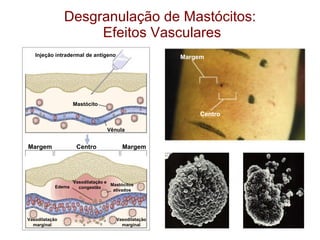 Desgranulação de Mastócitos:  Efeitos Vasculares Centro Margem Injeção intradermal de antígeno Mastócito Vênula Edema Vasodilatação e congestão Mastócitos ativados Vasodilatação marginal Vasodilatação marginal Centro Margem Margem 