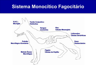 Sistema Monocítico Fagocitário Sangue: monócitos Rim: Células Mesangiais Fígado: Células de Küpffer Medula Óssea: Macrófagos Pulmão: Macrófagos Alveolares Tecido Conjuntivo: Histiócitos S.N.C.: Micróglia Osso: Oesteoclastos Linfonodos: Células Dendríticas 