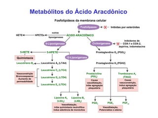 Metabólitos do Ácido Aracdônico Fosfolipídeos da membrana celular Fosfolipases Inibidas por esteróides Cicloxigenase 5-Lip...