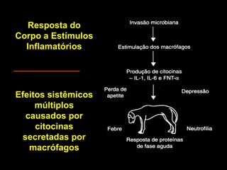 Resposta do Corpo a Estímulos Inflamatórios Efeitos sistêmicos múltiplos causados por citocinas secretadas por macrófagos 