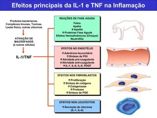 Efeitos principais da IL-1 e TNF na Inflamação Produtos bacterianos, Complexos Imunes, Toxinas, Lesão física, outras citoc...
