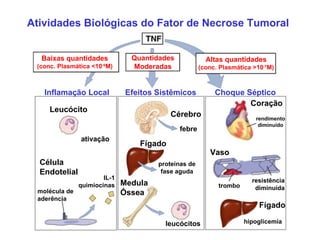 Atividades Biológicas do Fator de Necrose Tumoral Baixas quantidades (conc. Plasmática <10 -9 M) Altas quantidades (conc. ...