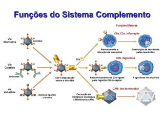 Funções do Sistema Complemento 