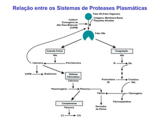 Relação entre os Sistemas de Proteases Plasmáticas Fator XII (Fator Hageman) Colágeno, Membrana Basal, Plaquetas Ativadas Cofator= Cininogênio de Alto Peso Molecular (CAPM) Fator XIIa Cascata Cinina Coagulação XIIa XIIa Calicreína Pré-Calicreína CAPM Bradicinina Sistema Fibrinolítico XI XIa Calicreína Protrombina (II) Trombina (IIa) Plasminogênio Plasmina Fibrina Fibrinogênio Fibrinopeptídeos Derivados da Fibrina Complemento Plasmina C3 C3a 