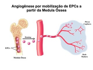 Angiogênese por mobilização de EPCs a partir da Medula Óssea EPCs Medula Óssea Plexos Capilares Rede Madura Homing 