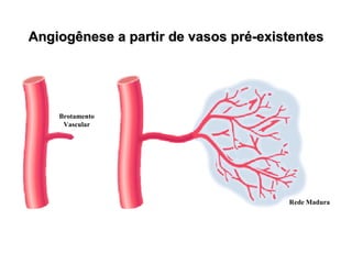 Angiogênese a partir de vasos pré-existentes Brotamento Vascular Rede Madura 