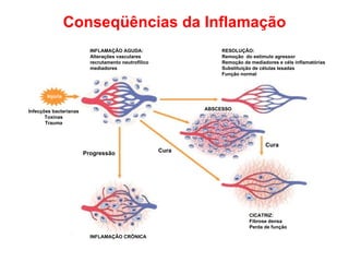 Conseqüências da Inflamação INFLAMAÇÃO AGUDA: Alterações vasculares recrutamento neutrofílico mediadores RESOLUÇÃO: Remoçã...