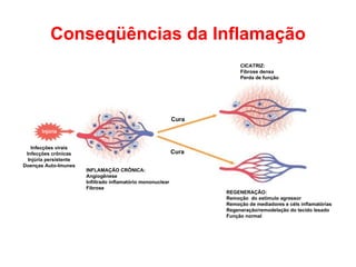 Conseqüências da Inflamação INFLAMAÇÃO CRÔNICA: Angiogênese Infiltrado inflamatório mononuclear Fibrose CICATRIZ: Fibrose ...