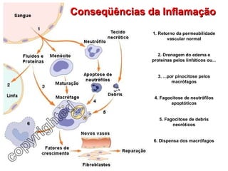 Conseqüências da Inflamação 1. Retorno da permeabilidade vascular normal 2. Drenagem do edema e proteínas pelos linfáticos ou... 3. ...por pinocitose pelos macrófagos 4. Fagocitose de neutrófilos apoptóticos 5. Fagocitose de debris necróticos 6. Dispensa dos macrófagos 