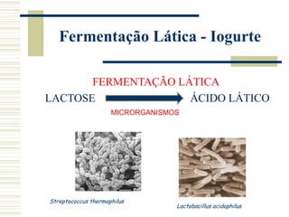Fermentação Lática - Iogurte

       FERMENTAÇÃO LÁTICA
LACTOSE              ÁCIDO LÁTICO
                     MICRORGANISMOS




Streptococcus thermophilus
                                  Lactobacillus acidophilus
 