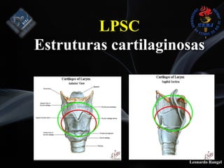 Leonardo Rangel
LPSC  
Estruturas cartilaginosas
 