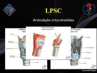 Leonardo Rangel
LPSC
Articulação crico-tireóidea
 