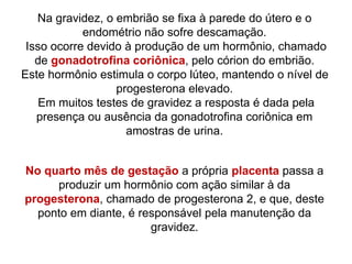 No quarto mês de gestação a própria placenta passa a
produzir um hormônio com ação similar à da
progesterona, chamado de progesterona 2, e que, deste
ponto em diante, é responsável pela manutenção da
gravidez.
Na gravidez, o embrião se fixa à parede do útero e o
endométrio não sofre descamação.
Isso ocorre devido à produção de um hormônio, chamado
de gonadotrofina coriônica, pelo córion do embrião.
Este hormônio estimula o corpo lúteo, mantendo o nível de
progesterona elevado.
Em muitos testes de gravidez a resposta é dada pela
presença ou ausência da gonadotrofina coriônica em
amostras de urina.
 