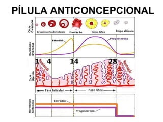 PÍLULA ANTICONCEPCIONAL
Corpo albicans
 