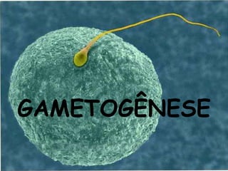 GAMETOGÊNESE
 