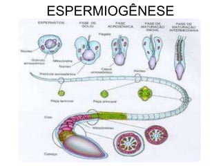 ESPERMIOGÊNESE
 