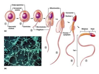 aula de menstruacao.ppt