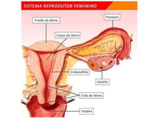 aula de menstruacao.ppt