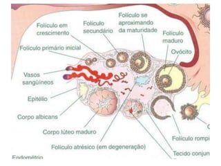 aula de menstruacao.ppt